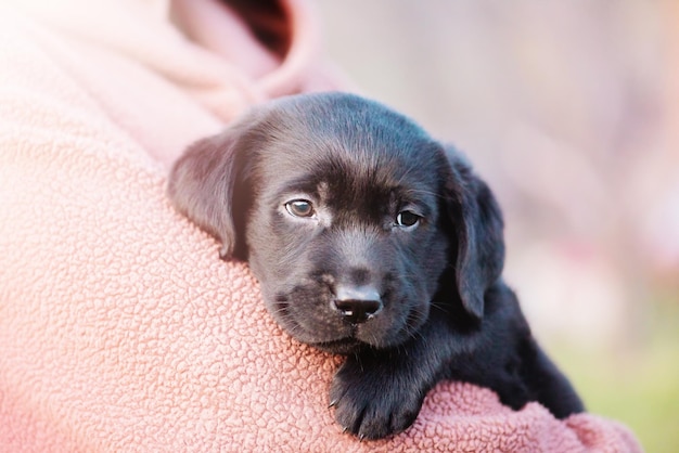 Chiot labrador retriever de couleur noire sur les mains d'une femme avec un flou artistique