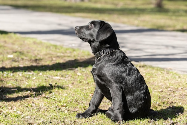 Chiot labrador retriever dans l'herbe