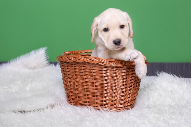 Chiot labrador retriever mignon dans un panier en osier sur un plaid moelleux près du mur de couleur