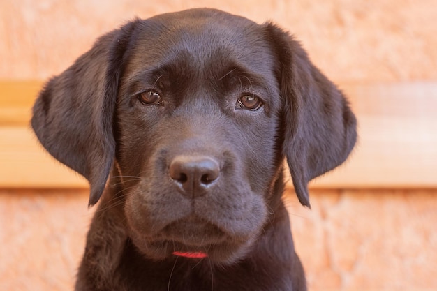 Un Chiot Labrador Retriever Noir Chiot Sur Un Fond Beige Soft Focus Sur Les Yeux Un Chien