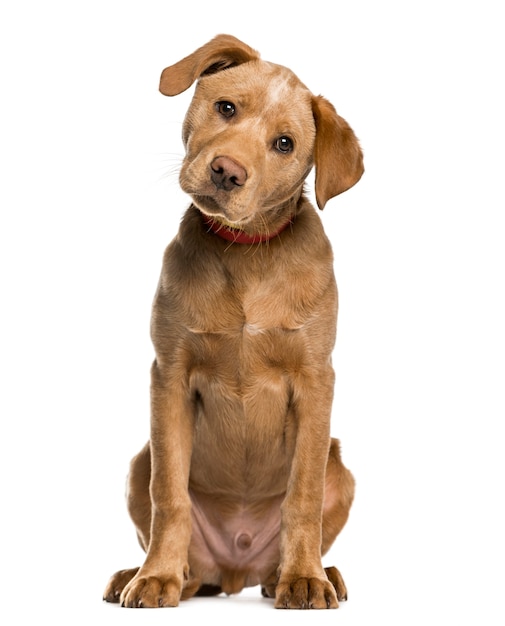 Chiot Labrador Retriever regardant la caméra, isolé sur blanc