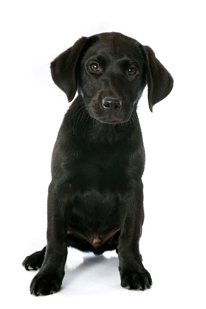 chiot labrador retriever