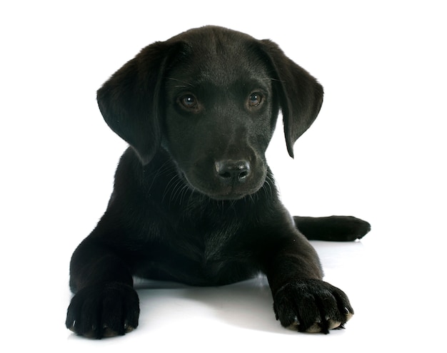 chiot labrador retriever