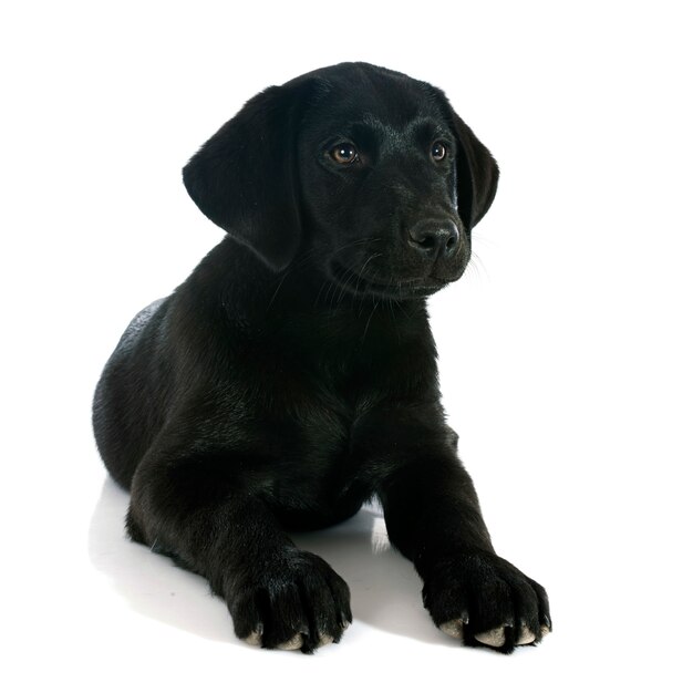 chiot labrador retriever