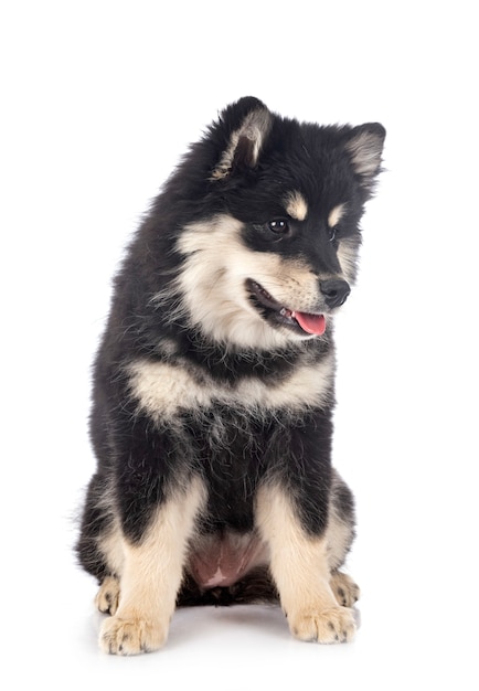 Chiot Lapphund finlandais sur blanc isolé