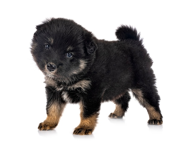 Chiot Lapphund finlandais isolé sur blanc