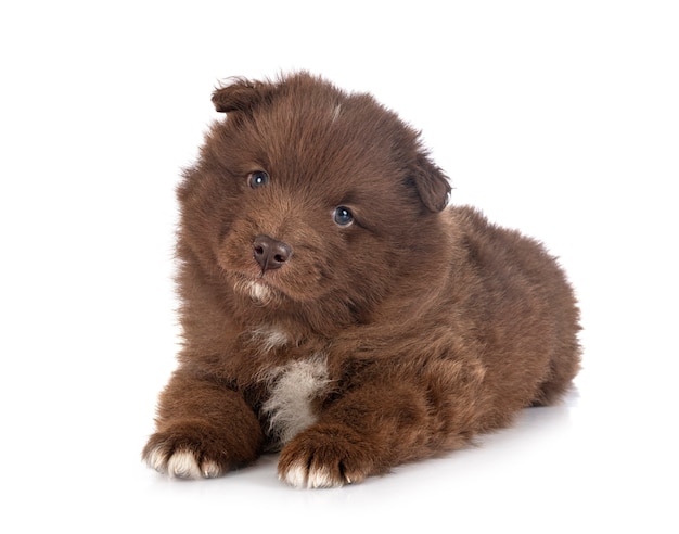 Chiot Lapphund finlandais isolé sur blanc