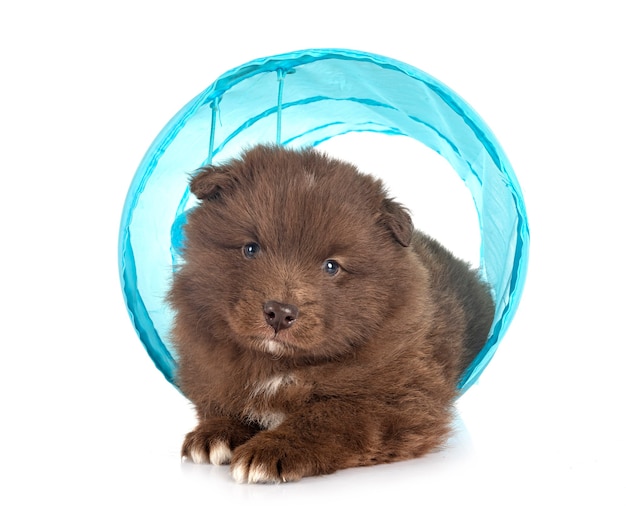 Chiot Lapphund finlandais isolé sur blanc