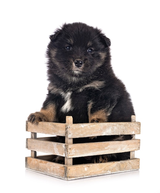 Chiot Lapphund finlandais isolé sur blanc