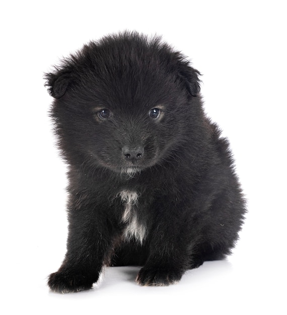 Chiot Lapphund finlandais isolé sur blanc