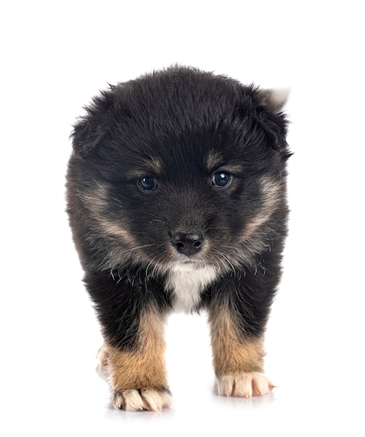 Chiot Lapphund finlandais isolé sur blanc