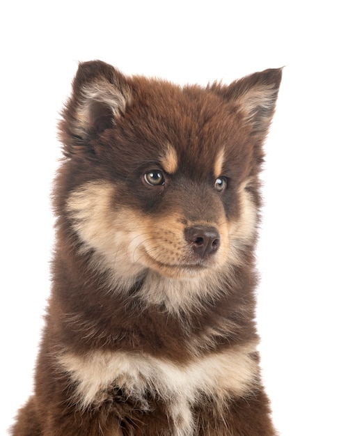 Chiot lapphund finlandais isolé