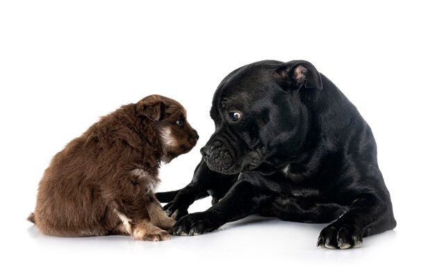 Chiot Lapphund finlandais et staffy devant fond blanc