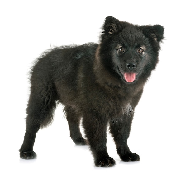 Photo chiot lapphund finlandais en studio