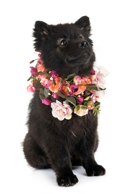 Photo chiot lapphund finlandais en studio