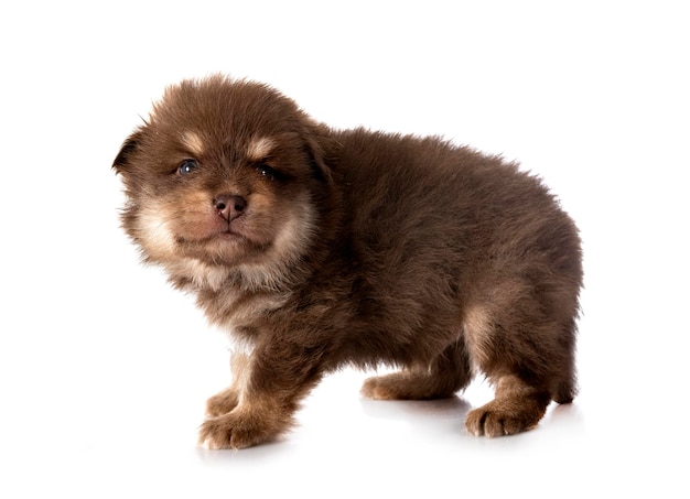 Chiot Lapphund finlandais en studio