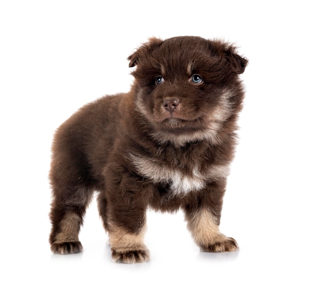 Chiot Lapphund finlandais en studio