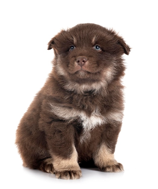 Chiot Lapphund finlandais en studio