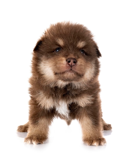 Chiot Lapphund finlandais en studio