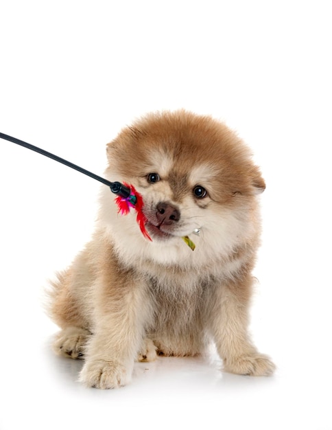 Chiot Lapphund finlandais en studio