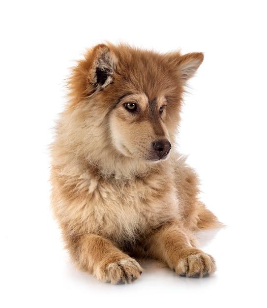 Chiot Lapphund Finlandais En Studio