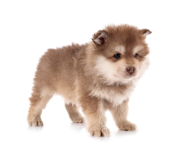 Chiot Lapphund Finlandais En Studio