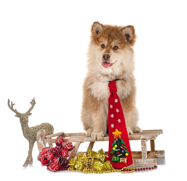 Chiot Lapphund finlandais en studio