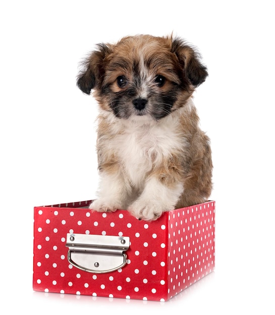 Chiot Lhassa Apso devant fond blanc