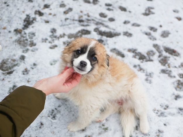 Chiot lisse à la main sur un mur d'hiver. l'amour pour les chiens errants. Fille caressant un chiot