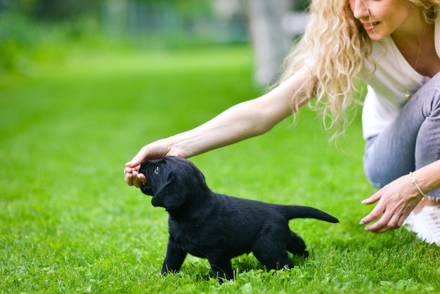 Chiot ludique du labrador noir chiot Labrador sur l'herbe verte