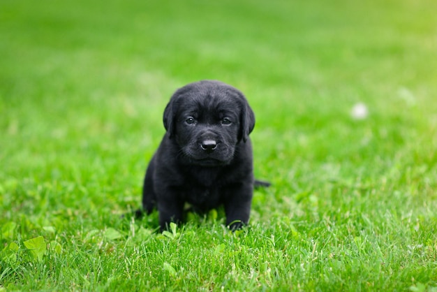 Chiot ludique du labrador noir chiot Labrador sur l'herbe verte