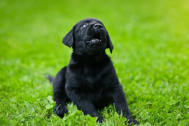 Chiot ludique du labrador noir chiot Labrador sur l'herbe verte