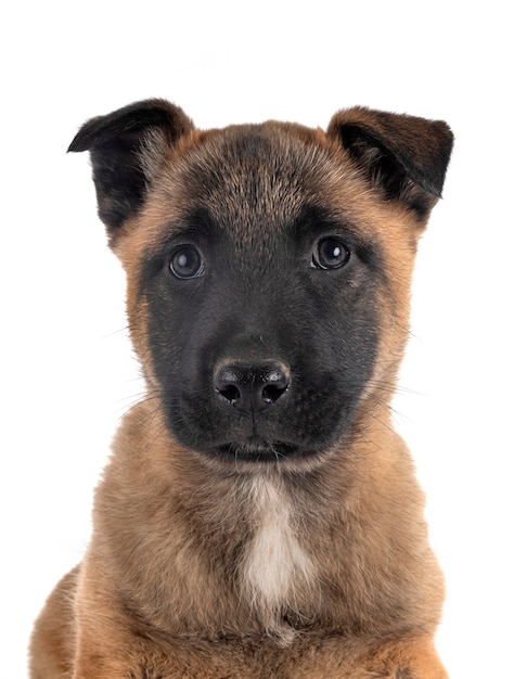 Chiot malinois sur blanc isolé