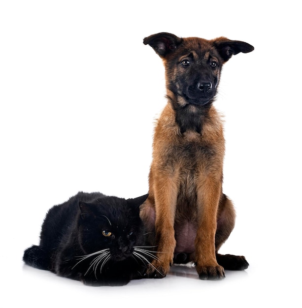 Photo chiot malinois et chat