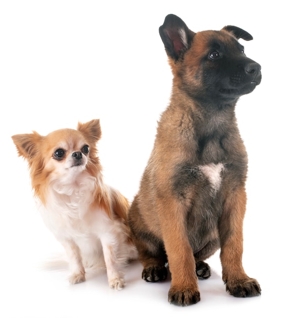 chiot malinois et chihuahua