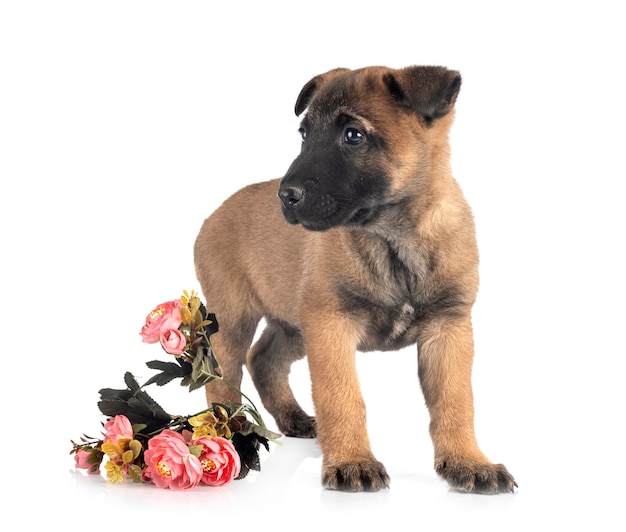 Chiot malinois isolé