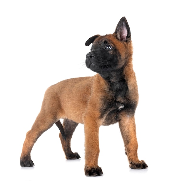 chiot malinois en studio