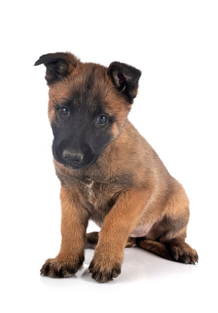 Chiot malinois