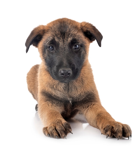 Chiot malinois