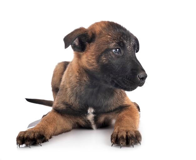 Chiot malinois