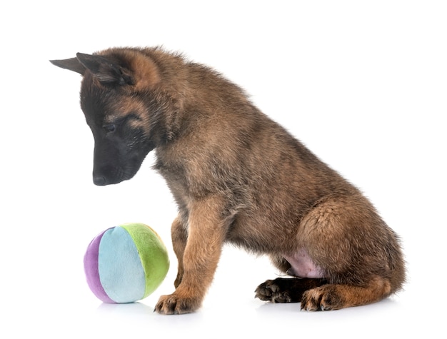 chiot malinois