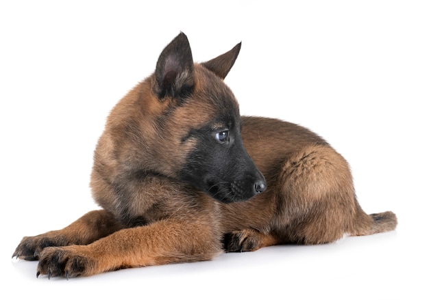 chiot malinois