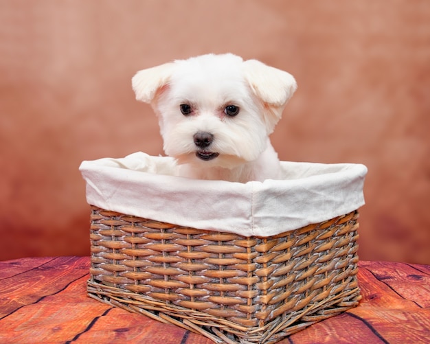 Chiot maltais dans un panier en osier sur un beau fond vintage