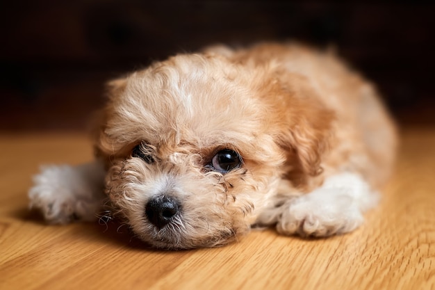 Le chiot Maltipoo est allongé sur le sol