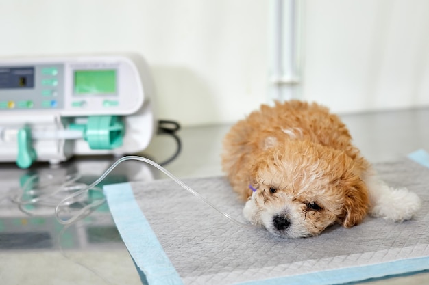 Un chiot maltipoo de maladie se trouve sur une table dans une clinique vétérinaire avec un cathéter dans sa patte