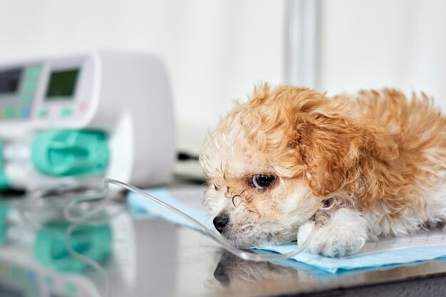 Un chiot maltipoo de maladie se trouve sur une table dans une clinique vétérinaire avec un cathéter dans sa patte