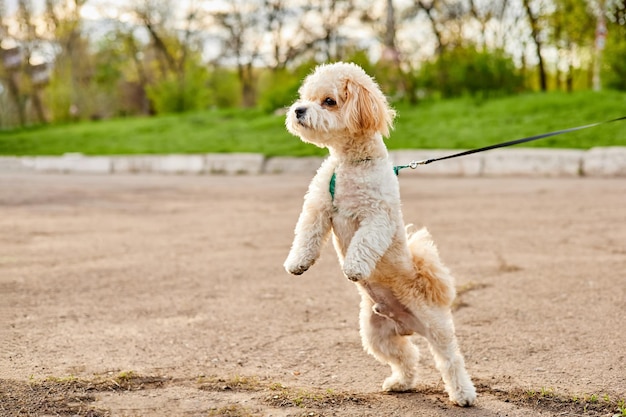 Un chiot Maltipoo se tient debout sur deux pattes arrière en marchant