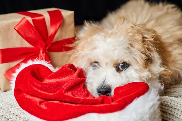 Chiot Maltipoo se trouvant près du bonnet de Noel et de la boîte-cadeau de Noël