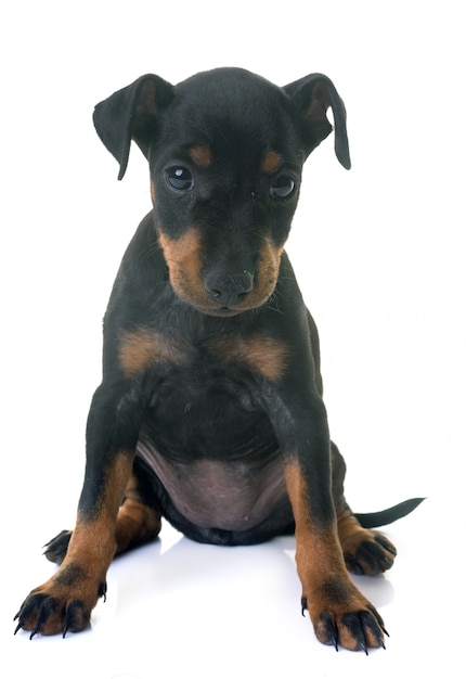 chiot manchester terrier