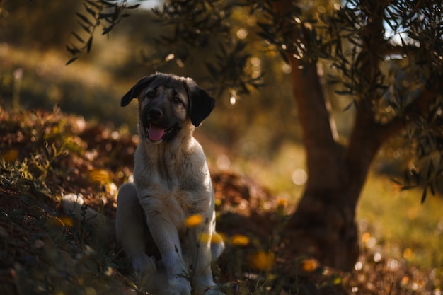 Chiot mastiff espagnol dans un champ de fleurs jaunes